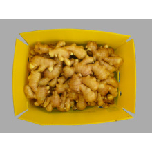 2014 Chinese Fresh Ginger GAP/BRC/FDA